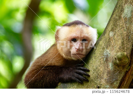 Varied white-fronted capuchin (Cebus versicolor), Tayrona National Park, Magdalena department. Colombia wildlife. 115624678