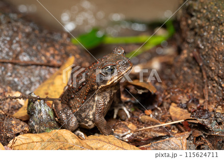 Rhinella horribilis, cane toad or giant toad. Tayrona National Park, Magdalena department. Colombia wildlife. 115624711