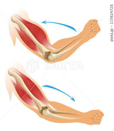 Arm muscle biceps with skeleton. Muscle tension of human hand on white background. Bones and joints in male silhouette. Medical vector illustration of hand for clinic or hospital Arm muscle biceps with skeleton. Muscle tension of human hand on white background. Bones and joints in male silhouette. Medical vector illustration of hand for clinic or hospital 115624728