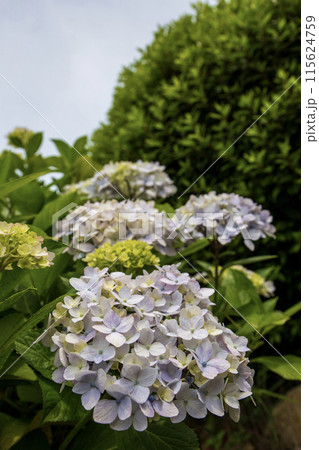 青い紫陽花 115624759