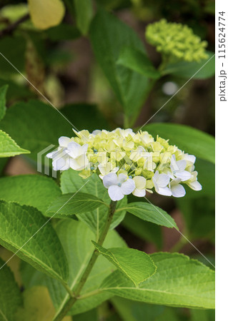 白い紫陽花 115624774