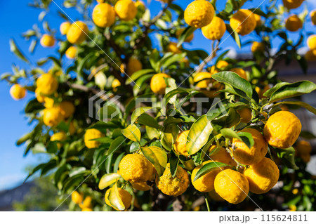 庭の柚　花柚 115624811