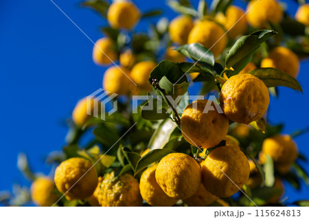 庭の柚 花柚 庭の柚 花柚 115624813