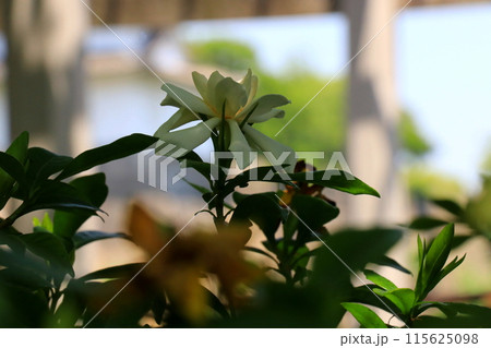 白いクチナシの花 白いクチナシの花 115625098