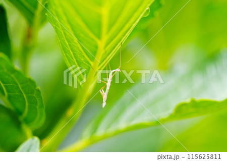 アジサイの葉で脱皮したカマキリの抜け殻 115625811