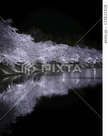 【青森】弘前公園の満開の桜ライトアップ 【青森】弘前公園の満開の桜ライトアップ 115625916