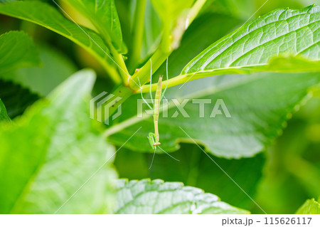 脱皮したばかりのカマキリの赤ちゃん 115626117