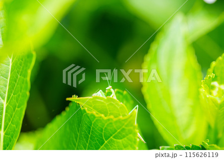 脱皮したばかりのカマキリの赤ちゃん 115626119