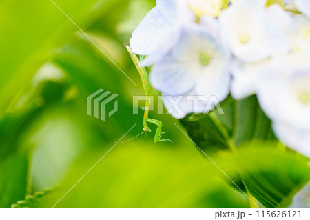 脱皮したばかりのカマキリの赤ちゃん 115626121