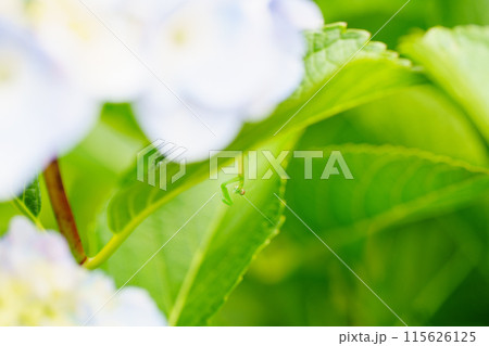 脱皮したばかりのカマキリの赤ちゃん 115626125