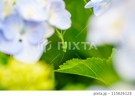 脱皮したばかりのカマキリの赤ちゃん 115626128