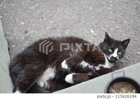 ひとんちの庭であざといポーズをする黒いさくら猫 115626194