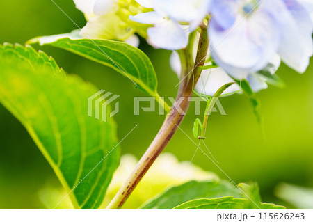 アジサイの花にとまったカマキリの赤ちゃん アジサイの花にとまったカマキリの赤ちゃん 115626243