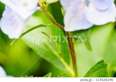 アジサイの花にとまったカマキリの赤ちゃん 115626246