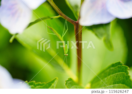 アジサイの花にとまったカマキリの赤ちゃん 115626247