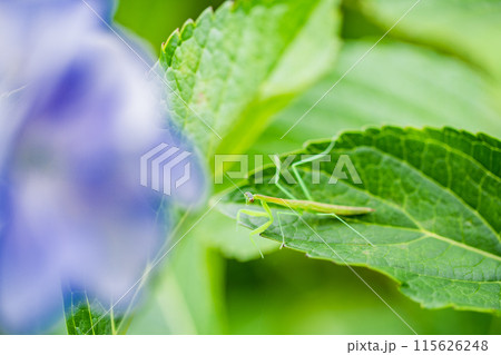 アジサイの花にとまったカマキリの赤ちゃん アジサイの花にとまったカマキリの赤ちゃん 115626248