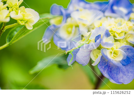 アジサイの花にとまったカマキリの赤ちゃん 115626252