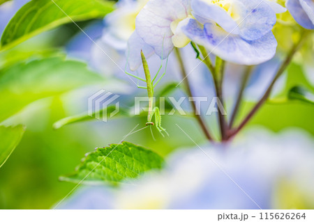 アジサイの花にとまったカマキリの赤ちゃん 115626264