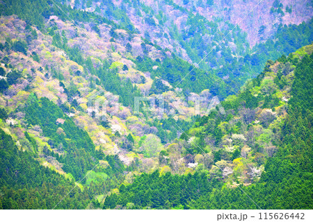 《岐阜県》新緑の季節を迎えた中津川市加子母の風景 115626442