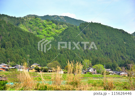 《岐阜県》新緑の季節を迎えた中津川市加子母の風景 115626446
