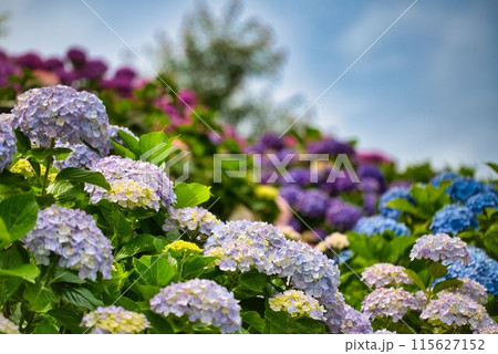 丘中腹にさいた紫陽花たち 丘中腹にさいた紫陽花たち 115627152