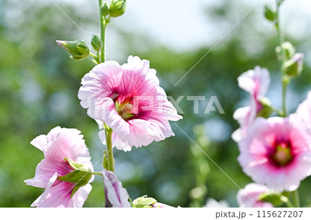 タチアオイ タチアオイ 115627207