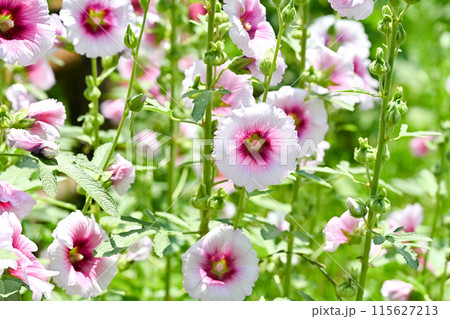 タチアオイ タチアオイ 115627213