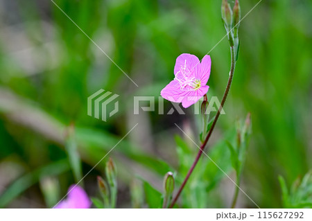 ユウゲショウ 115627292