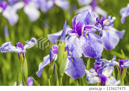 あやめ園 アヤメ園 あやめ園 アヤメ園 115627475