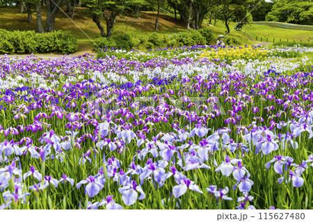 あやめ園 アヤメ園 あやめ園 アヤメ園 115627480