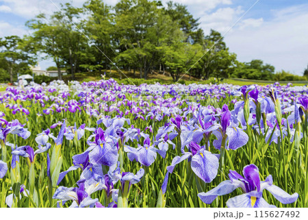 あやめ園 アヤメ園 あやめ園 アヤメ園 115627492