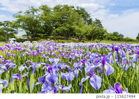 あやめ園 アヤメ園 あやめ園 アヤメ園 115627494