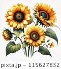 大きなひまわりの花 115627832