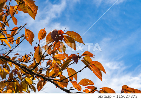寒さを感じる紅葉と青空 寒さを感じる紅葉と青空 115627875