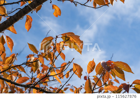 冬の訪れを感じる紅葉と青空 115627876