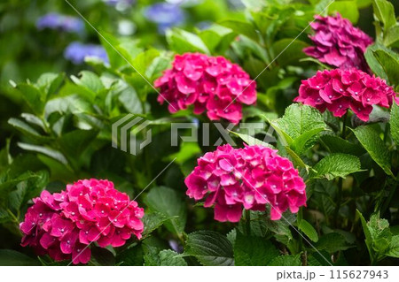 紅のような赤紫陽花 115627943