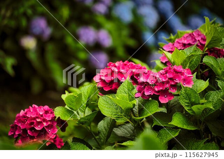ビビットレッド紫陽花 115627945