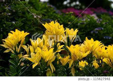 イエローリリーとあじさい 115627948