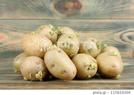 A bunch of potato tubers with new sprouts. A bunch of potato tubers with new sprouts. 115628304