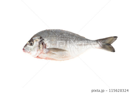 Poached and scaled dorada fish isolated on white background. 115628324