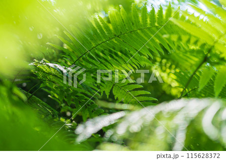 シダ・森 イメージ 115628372