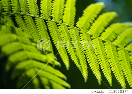 シダ・森 イメージ 115628374