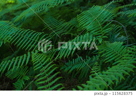 シダ・森 イメージ 115628375