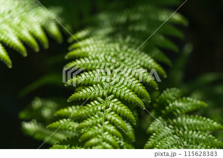 シダ・森 イメージ シダ・森 イメージ 115628383