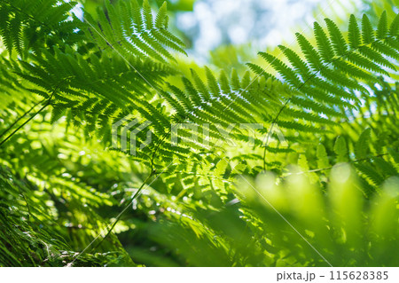 シダ・森 イメージ 115628385