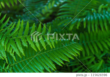 シダ・森 イメージ 115628396