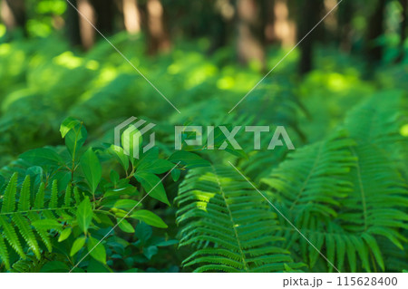 シダ・森 イメージ 115628400