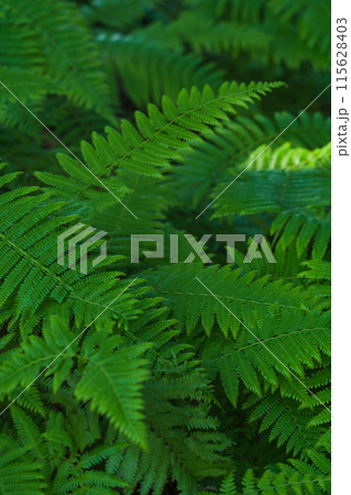 シダ・森 イメージ 115628403