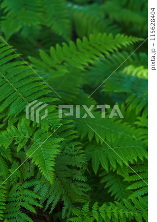 シダ・森 イメージ シダ・森 イメージ 115628404