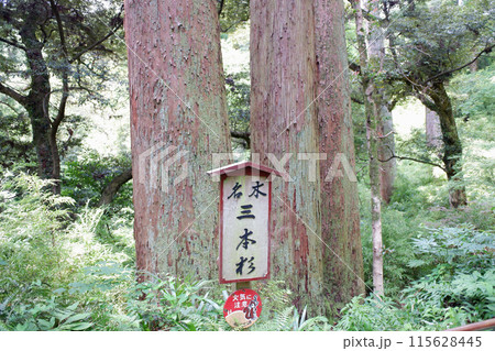 千葉県 笠森寺の三本杉 千葉県 笠森寺の三本杉 115628445